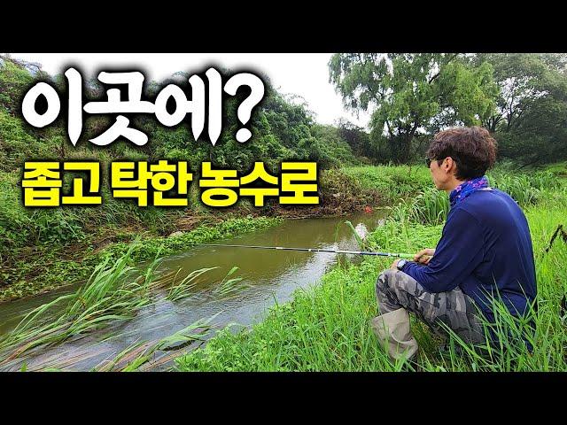 장마 마지막날 충청도의 좁고 탁한 농수로에서 낚시는 무조건 해야죠? 개똥벌레