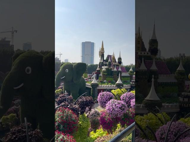 Dubai Miracle Garden #dubai #travel #traveling