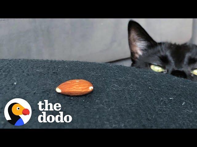 Very 'Scary' Cat Is Obsessed With A Tiny Almond | The Dodo Cat Crazy