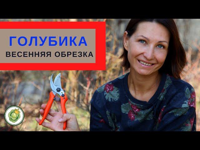 Как обрезать голубику весной //Правила и приемы обрезки