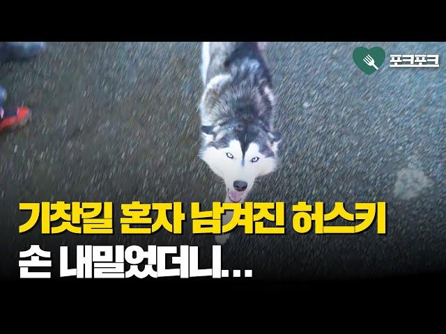 기찻길 배회하는 허스키 발견한 소방관의 조치