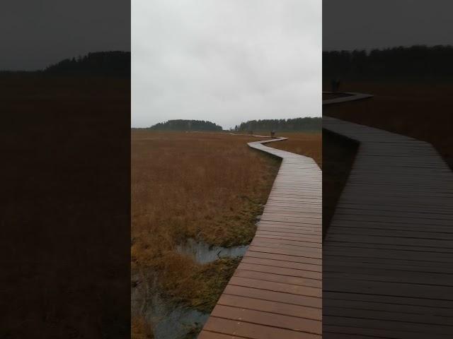 Сестрорецкое болото
