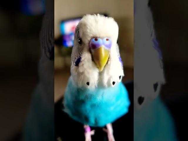 Leo the talking budgie (English)