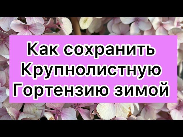 Как сохранить крупнолистную гортензию зимой ? Ссылка на теле канал в описании