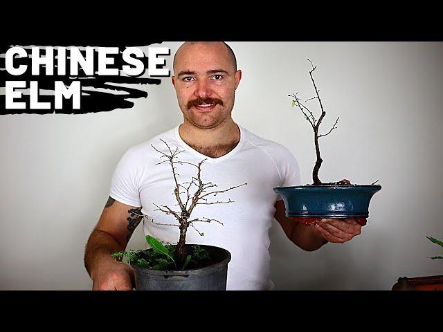 Pruning and root pruning Chinese Elm Bonsai | Bonsai For Beginners