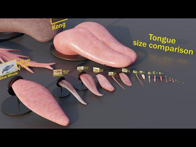 Tongue size comparison #animals