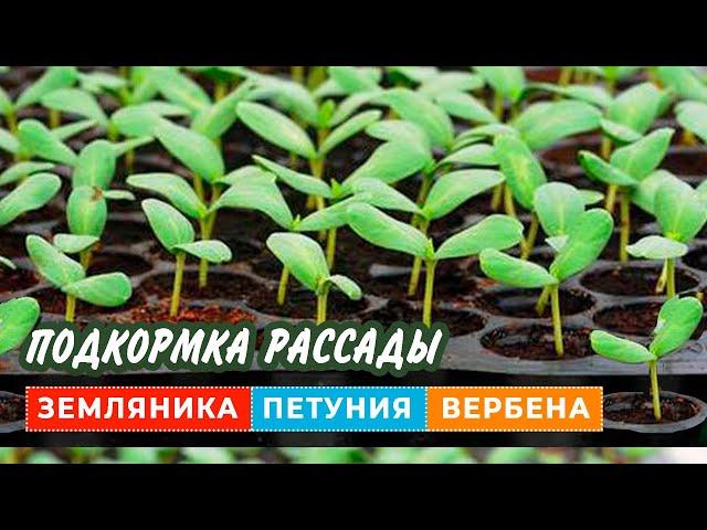 Первая ПОДКОРМКА РАССАДЫ. Когда и как подкармливать рассаду цветов и ягод?