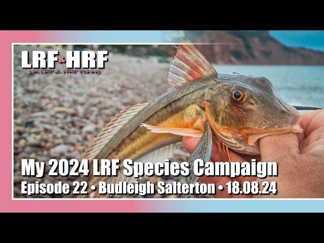 Episode 22: My 2024 LRF Species Hunt - Budleigh Salterton