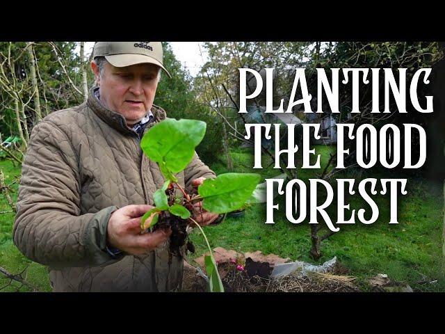 Planting Up the Food Forest | Which Foods Are Best?