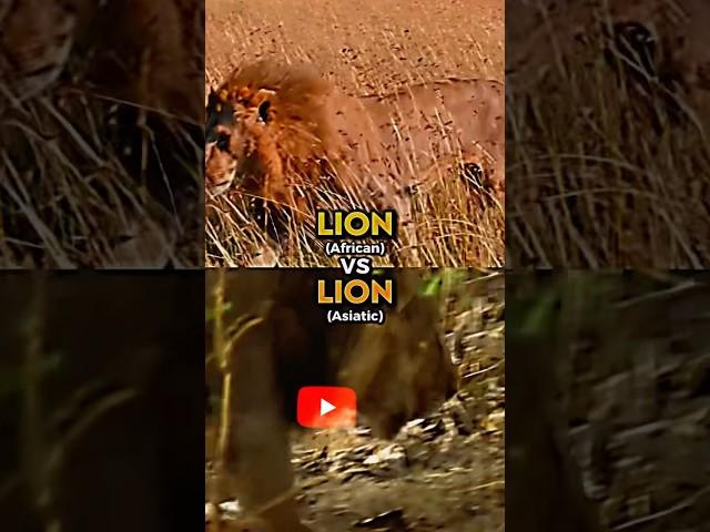 African Lion vs Asiatic Lion