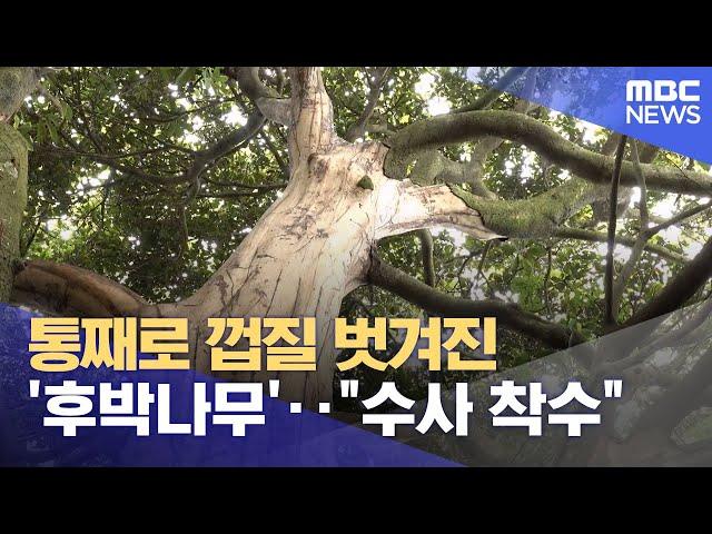 통째로 껍질 벗겨진 '후박나무'‥"수사 착수" (2025.06.18/뉴스투데이/MBC)