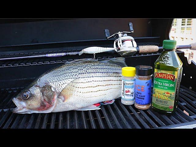 Catch n' Grill Striped Bass - Crazy Feeding Frenzy!