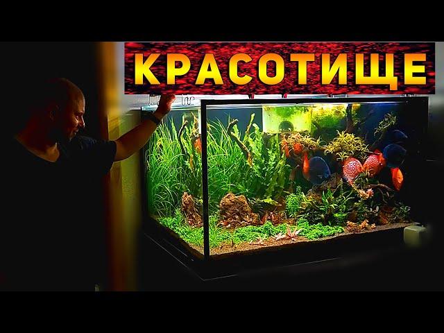 Красивейший аквариум Травник с Дискусами 750 литров!