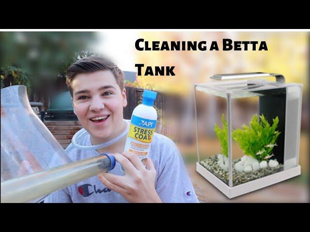 HOW TO CLEAN A *BETTA FISH TANK*