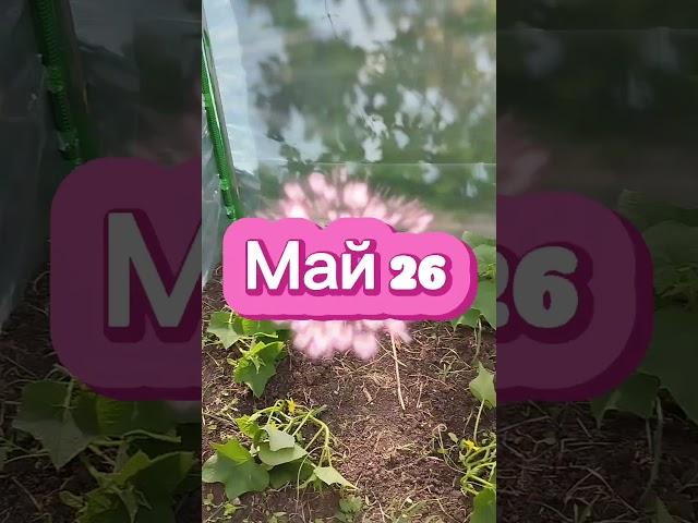 Апрель - Май. Жизнь на юге. #жизньвдеревне #деньвдеревне #сельскаяжизнь #теплица