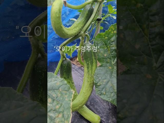#새벽 주말농장의 오이가 주렁주렁 #호박도 크기 시작