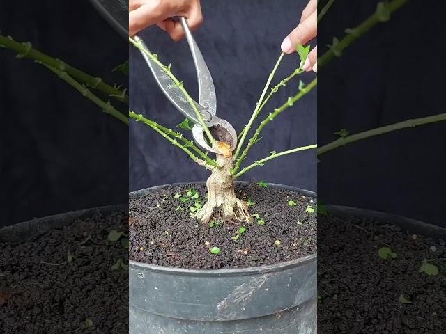 BONSAI SANCANG MAME PRUNING |INSPIRASI BONSAI