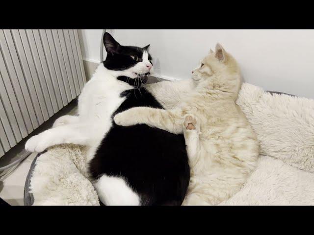 Annoying Kitten Keeps Bothering Older Cat