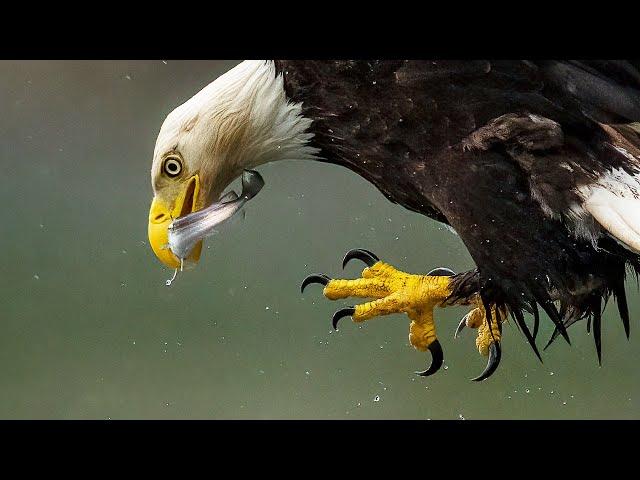 Insane Bald Eagle Feeding Frenzy - Bird In Flight Photography with Sony A1 200-600 & 600f4