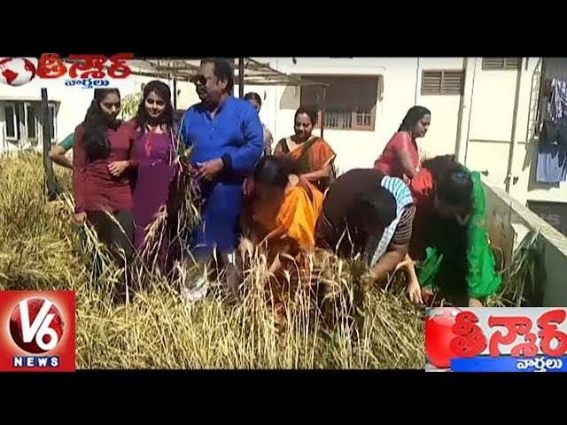 Roof Farming : Hyderabadi Cultivates Wheat On Terrace At Neredmet | Teenmaar News | V6 News