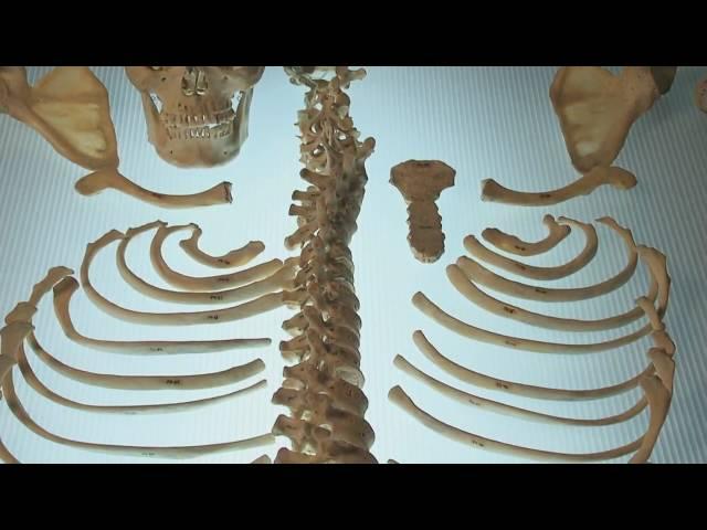 Forensic Science Field Techniques - Identifying Human Remains