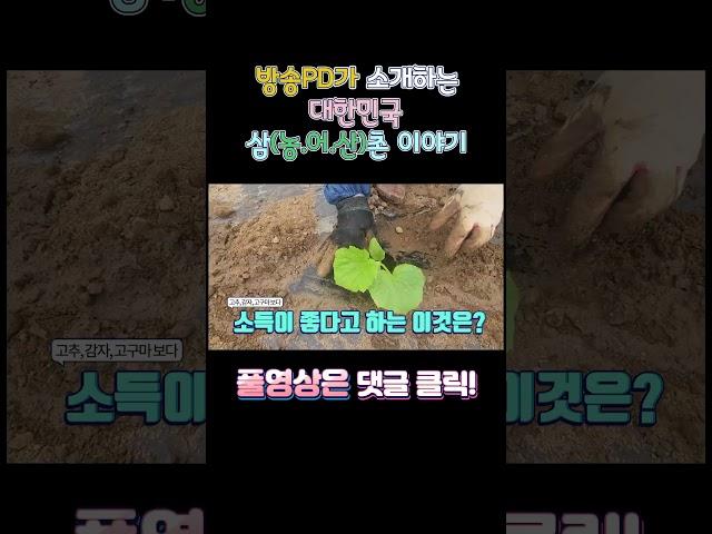 1000평 1400만원 소득작물 #shorts