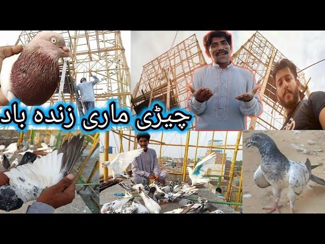 چڑی ماڑی فل ٹائم سب پھڑے جان " Nasir pigeon club