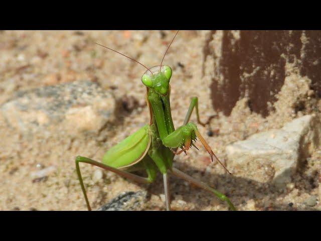 Modliszka zwyczajna / European mantis / Mantis religiosa