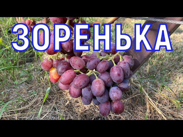 Виноград ЗОРЕНЬКА 18.08.2024