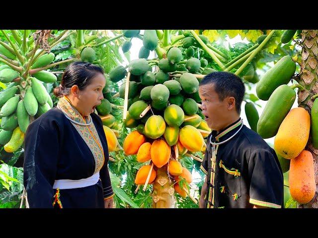 Tangerine and Papaya Harvesting Like a PRO with Dwarf Family Tips!