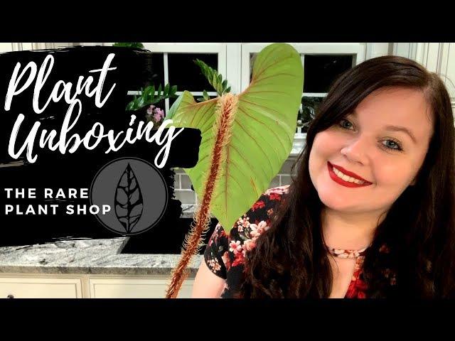 Rare Plant Unboxing - The Rare Plant Shop (US Buyer)