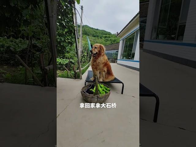 还谁给玖月送菜快点奥  一会儿筐满了你没机会了#配音 #pets #萌宠