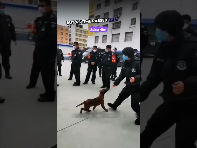 Stray Dog Sneaks Into Police Station #dogsoftiktok #police