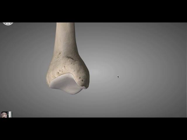 Anatomy Tiba in Persian آناتومی استخوان تیبیا (درشت نی)