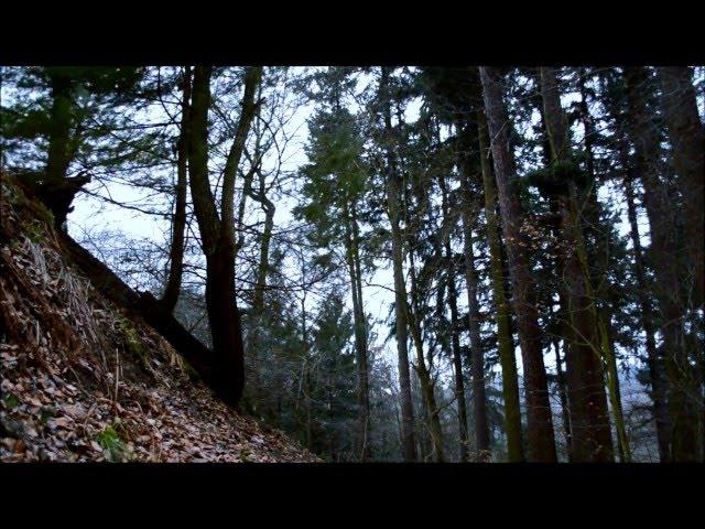 2 HOURS – Windy Woods (Sleepy Forest Sounds, White Noise, ASMR)