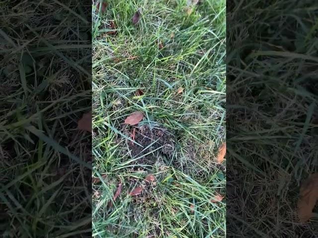 Predator Moles In My Yard Round 7