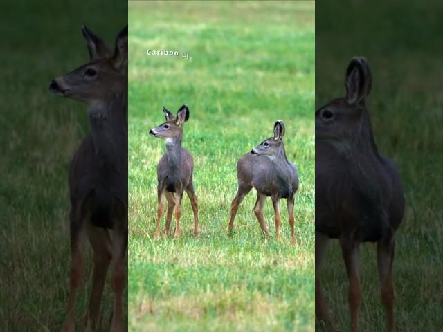 Young deer in Springhouse, BC.