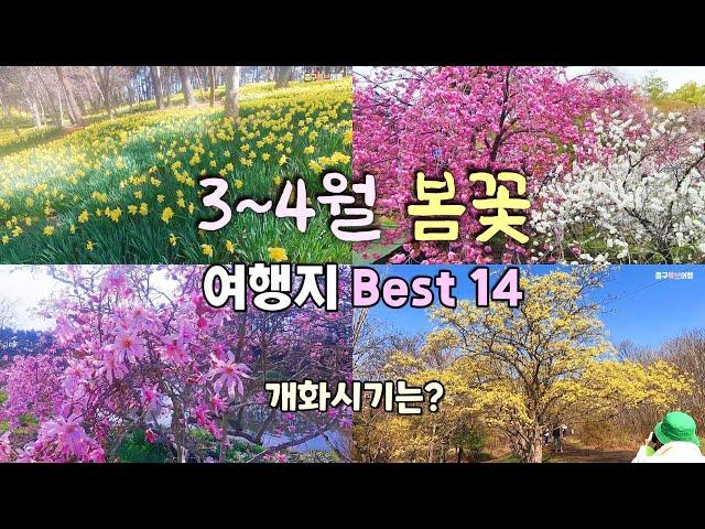 3년동안 찾아다닌 3~4월 봄꽃 여행지 소개  14곳/ 개화시기 / 매화, 산수유꽃, 동백꽃, 수선화, 목련, 왕벚꽃,  홍도화, 꽃잔디, 사과꽃