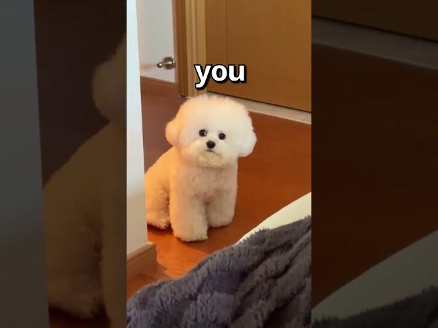 How WOULD You RATE this DOG  | Wholesome Animals