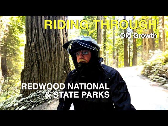 Jedediah Smith Campground ~Redwood National Park~ Camping in California |ROYAL ENFIELD HIMALAYAN|