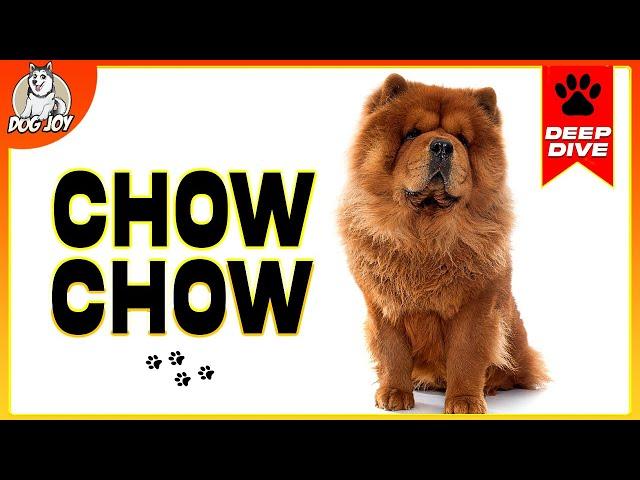 The Ultimate Chow Chow Guide: Everything You Need To Know