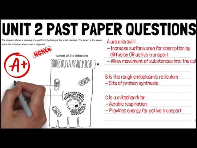 Biology Unit 2 PAST PAPER EXAM QUESTIONS CIE Revision / A* Grade - KS4 Science / IGCSE Biology