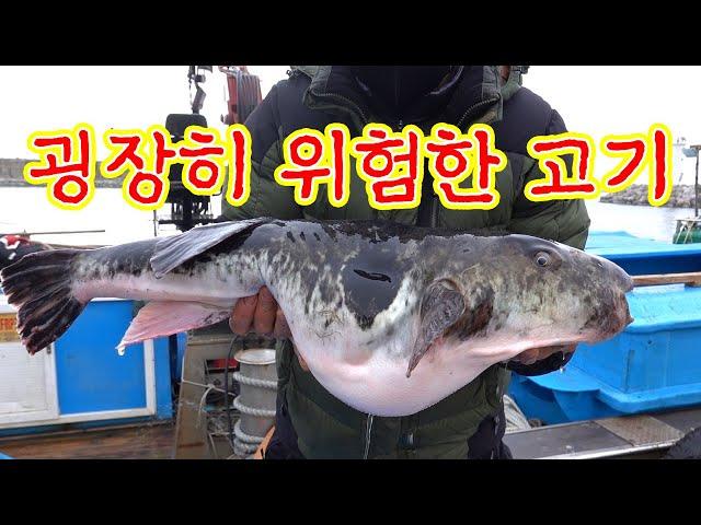 엄청나게 큰 엄청나게 위험한 고기가 잡혔다! 긴급출동 리얼깽! / We've caught a huge, extremely dangerous fish! Urgent dispatch.