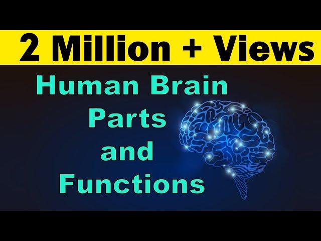 Human Brain | Parts & Functions | Cerebrum & Cerebellum | Biology | LetsTute