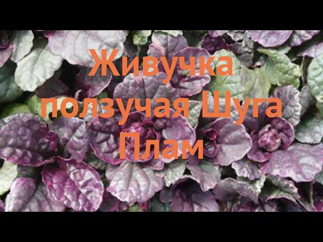 Живучка ползучая Шуга Плам  обзор: как сажать, саженцы живучки Шуга Плам