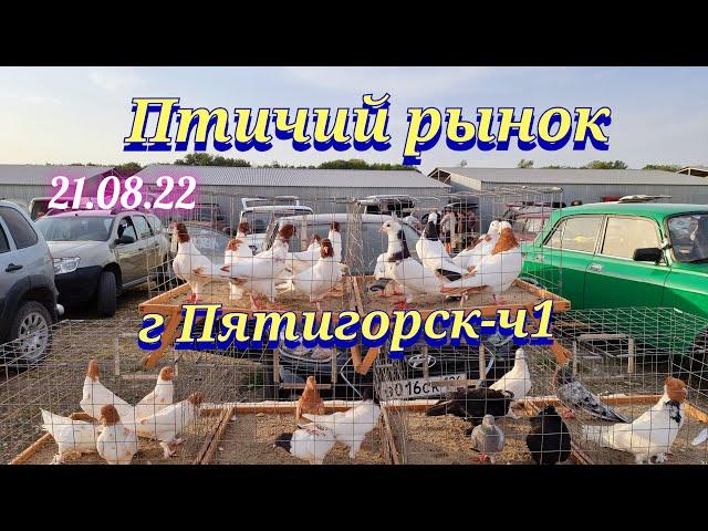 Pigeons prices Bird market, Pyatigorsk-ch1