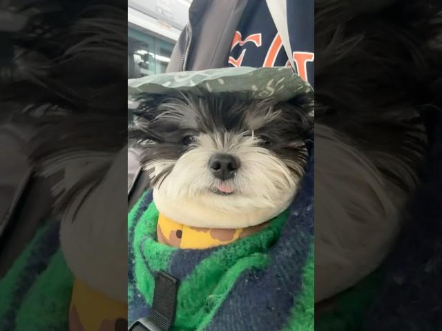 춥다️ #강아지일상#cutie#윤밤#말티슈#윤밤일상
