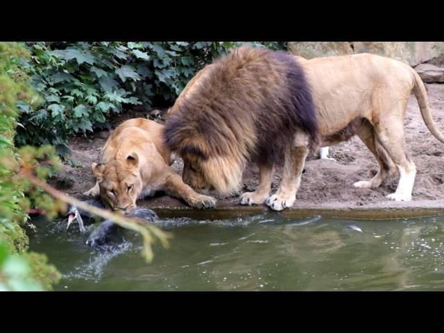 Lion catching bird - Artis Zoo in Amsterdam