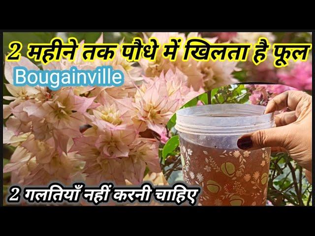 Organic fertilizer for flowering |  Bougainvillea plant care during flowering | Get maximum flowers