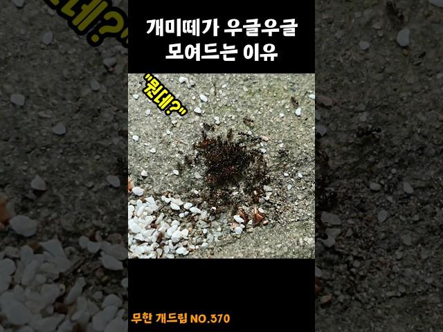 개미떼가 우글우글 모여드는 이유 #SHORTS